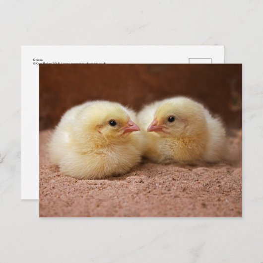 Chicks Postkarte (Vorne/Hinten)