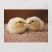 Chicks Postkarte (Vorderseite)