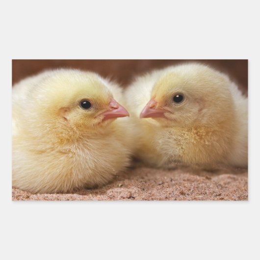 Chicks Sticker (Vorderseite)