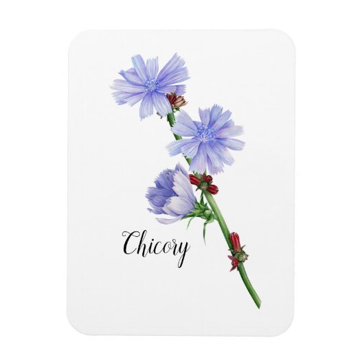 Chicorée Blume Watercolor Magnet (Vertikal)