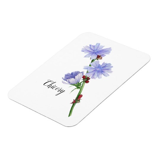 Chicorée Blume Watercolor Magnet (Linke Seite)
