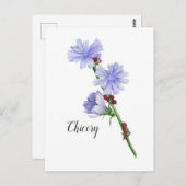 Chicorée Blume Watercolor Postkarte (Vorne/Hinten)