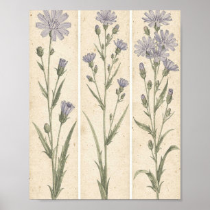 Chicorée Botanische Blumenkunst Poster