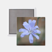 Chicorée (Cichorium intybus) Magnet (Vorderseite/Rückseite)