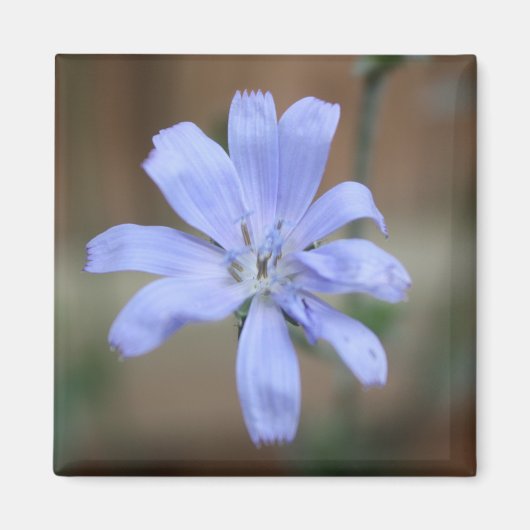 Chicorée (Cichorium intybus) Magnet (Vorne)