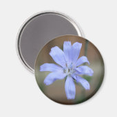 Chicorée (Cichorium intybus) Magnet (Vorderseite/Rückseite)