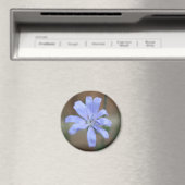Chicorée (Cichorium intybus) Magnet (In Situ (Geschirrspüler))