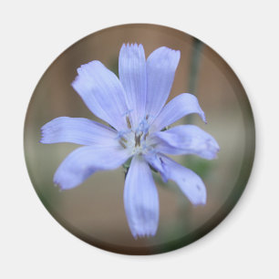 Chicorée (Cichorium intybus) Magnet