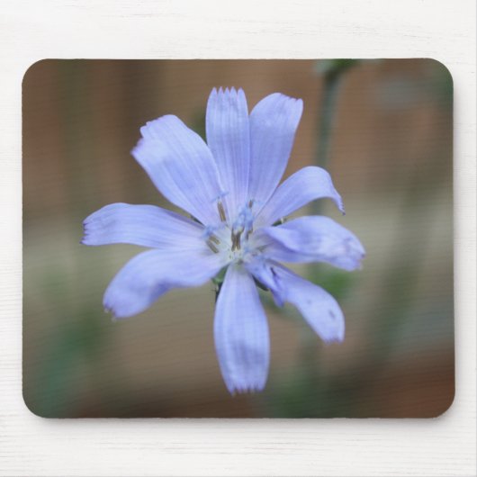 Chicorée (Cichorium intybus) Mousepad (Vorne)