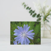 Chicorée Postkarte (Stehend Vorderseite)
