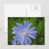 Chicorée Postkarte (Vorne/Hinten)