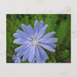 Chicorée Postkarte