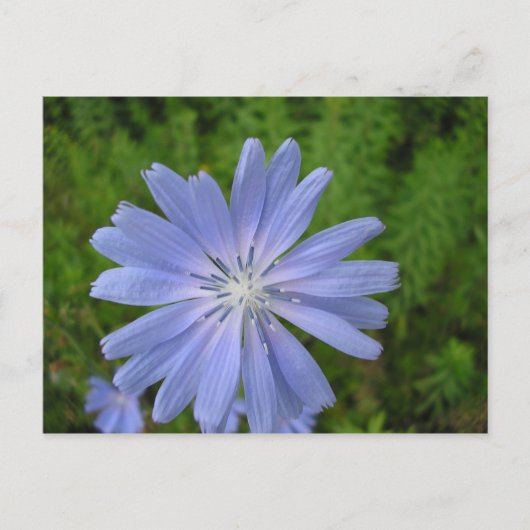 Chicorée Postkarte (Vorderseite)