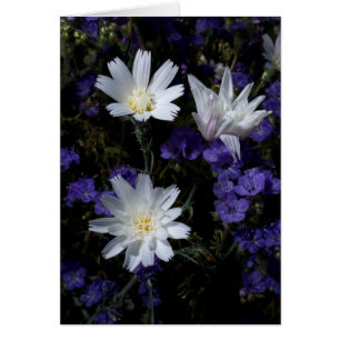 Chicorée und Phacelia-Wildblumen