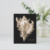 Chicoreus ramosus postkarte (Stehend Vorderseite)