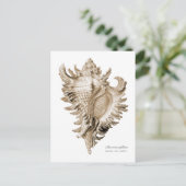 Chicoreus ramosus postkarte (Stehend Vorderseite)