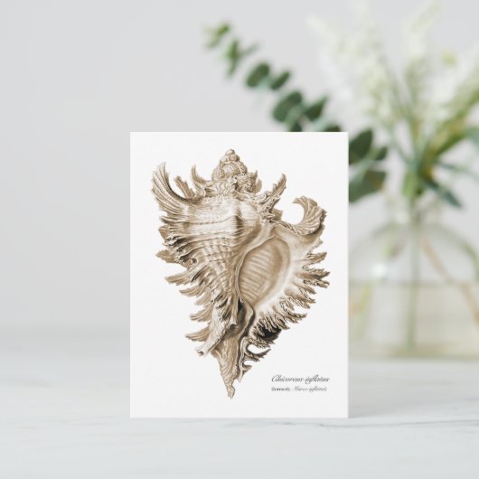 Chicoreus ramosus postkarte (Stehend Vorderseite)