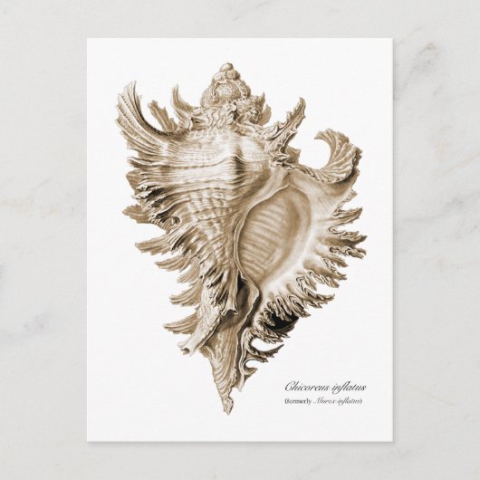 Chicoreus ramosus postkarte (Vorderseite)