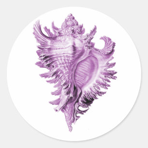 Chicoreus ramosus runder aufkleber