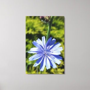 Chicoroer Blume Leinwanddruck