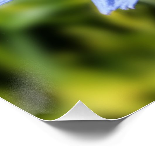 Chicoroer Blume Poster (Ecke)