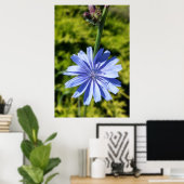 Chicoroer Blume Poster (Heimbüro)