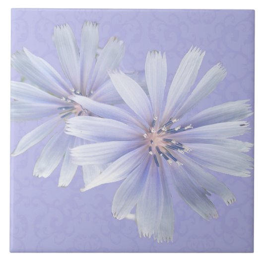 Chicoroer Wildblume - rechts Fliese (Vorderseite)