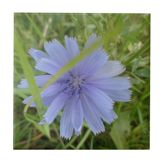 Chicory Blue Lila Blume Floral Fliese (Vorderseite)