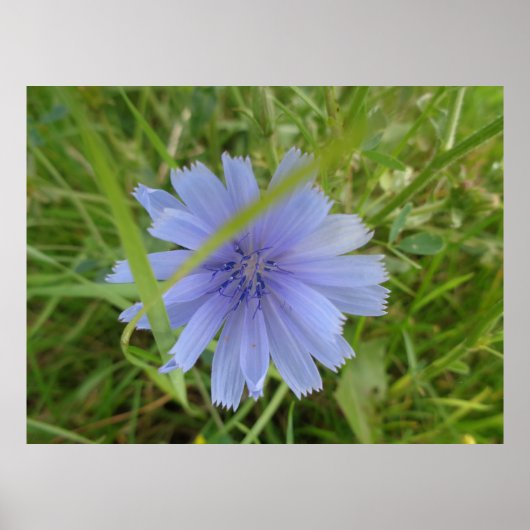 Chicory Blue Lila Blume Floral Poster (Vorne)