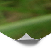 Chicory Blue Lila Blume Floral Poster (Ecke)