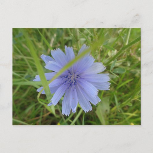 Chicory Blue Lila Blume Floral Postkarte (Vorderseite)