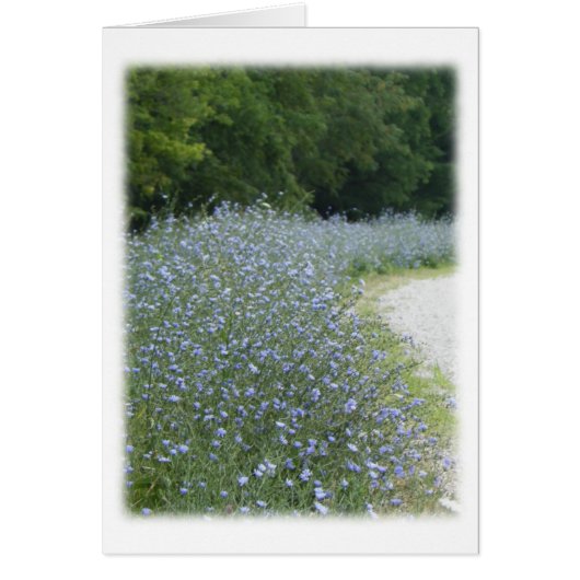 Chicory Blume Blank Danke Karte (Vorne)