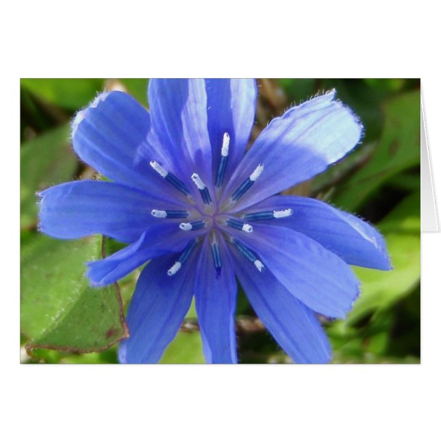 Chicory Blume Card (Vorderseite (Horizontal))