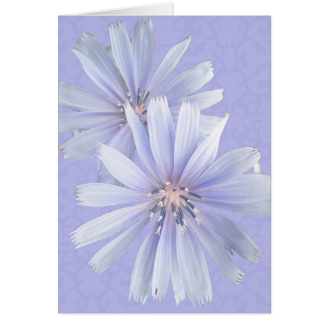 Chicory - Cornflower - Wildblume (Vorne)