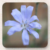 Chicory Getränkeuntersetzer (Vorderseite)