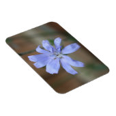 Chicory Magnet (Rechte Seite)