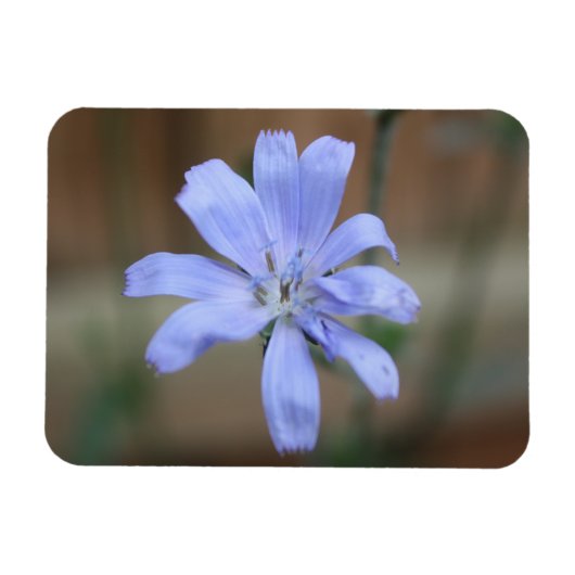 Chicory Magnet (Horizontal)