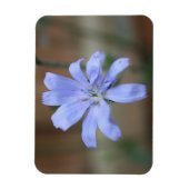 Chicory Magnet (Vertikal)