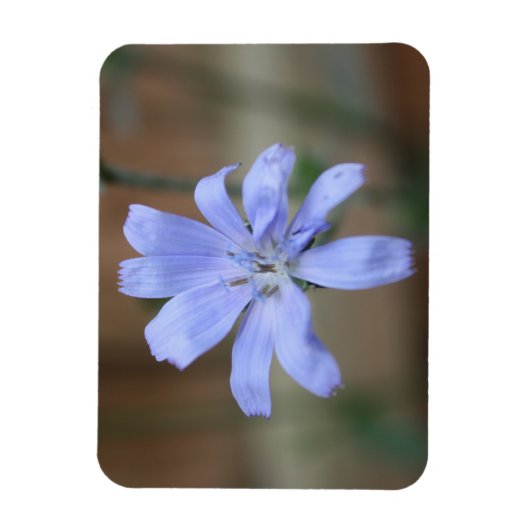 Chicory Magnet (Vertikal)