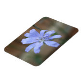 Chicory Magnet (Linke Seite)