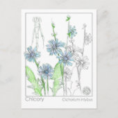 Chicory Materia Medica Monograph Kräuterstudie Car Postkarte (Vorderseite)