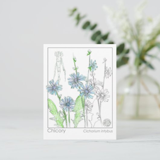 Chicory Materia Medica Monograph Kräuterstudie Car Postkarte (Stehend Vorderseite)