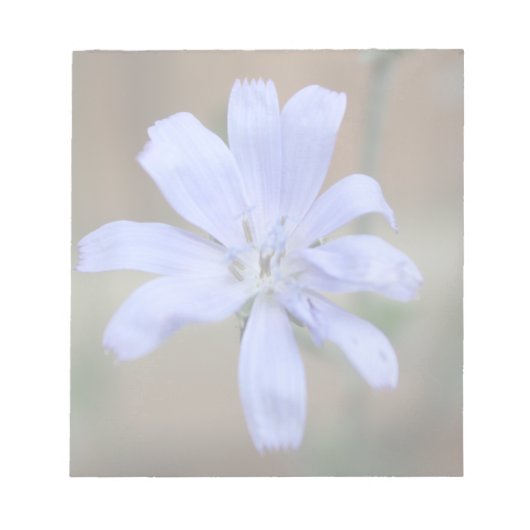 Chicory Notizblock (Vorderseite)