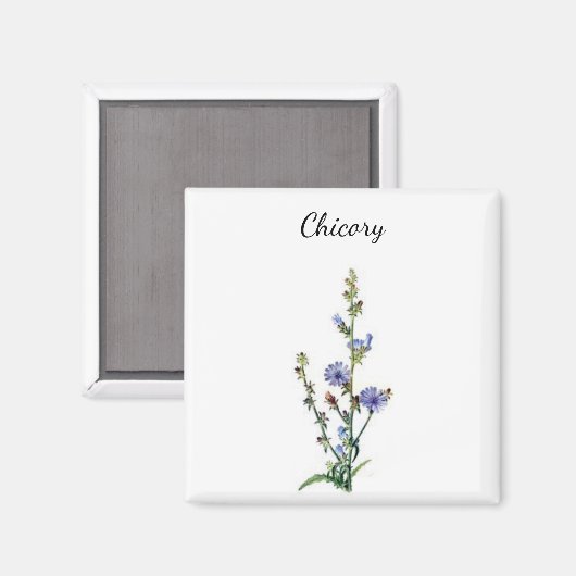 Chicory Plant Magnet (Vorderseite/Rückseite)