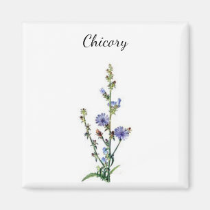 Chicory Plant Magnet