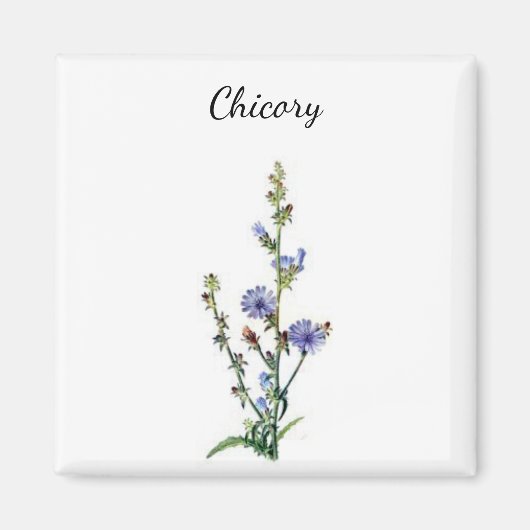 Chicory Plant Magnet (Vorne)
