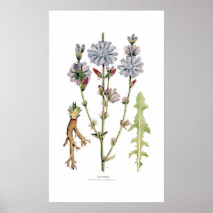 Chicory Poster