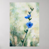 Chicory Poster (Vorne)