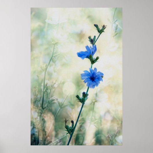 Chicory Poster (Vorne)