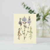 Chicory Postkarte (Stehend Vorderseite)